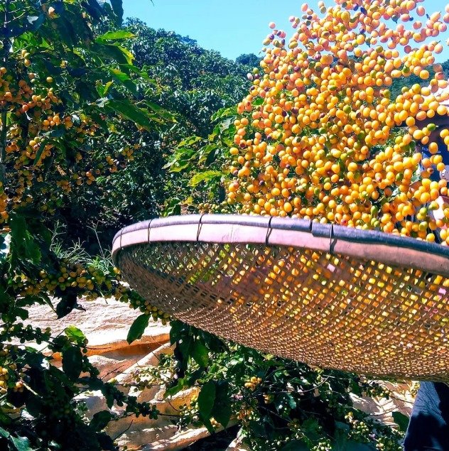 Festival do Café valoriza a cultura que faz parte de Varre-Sai